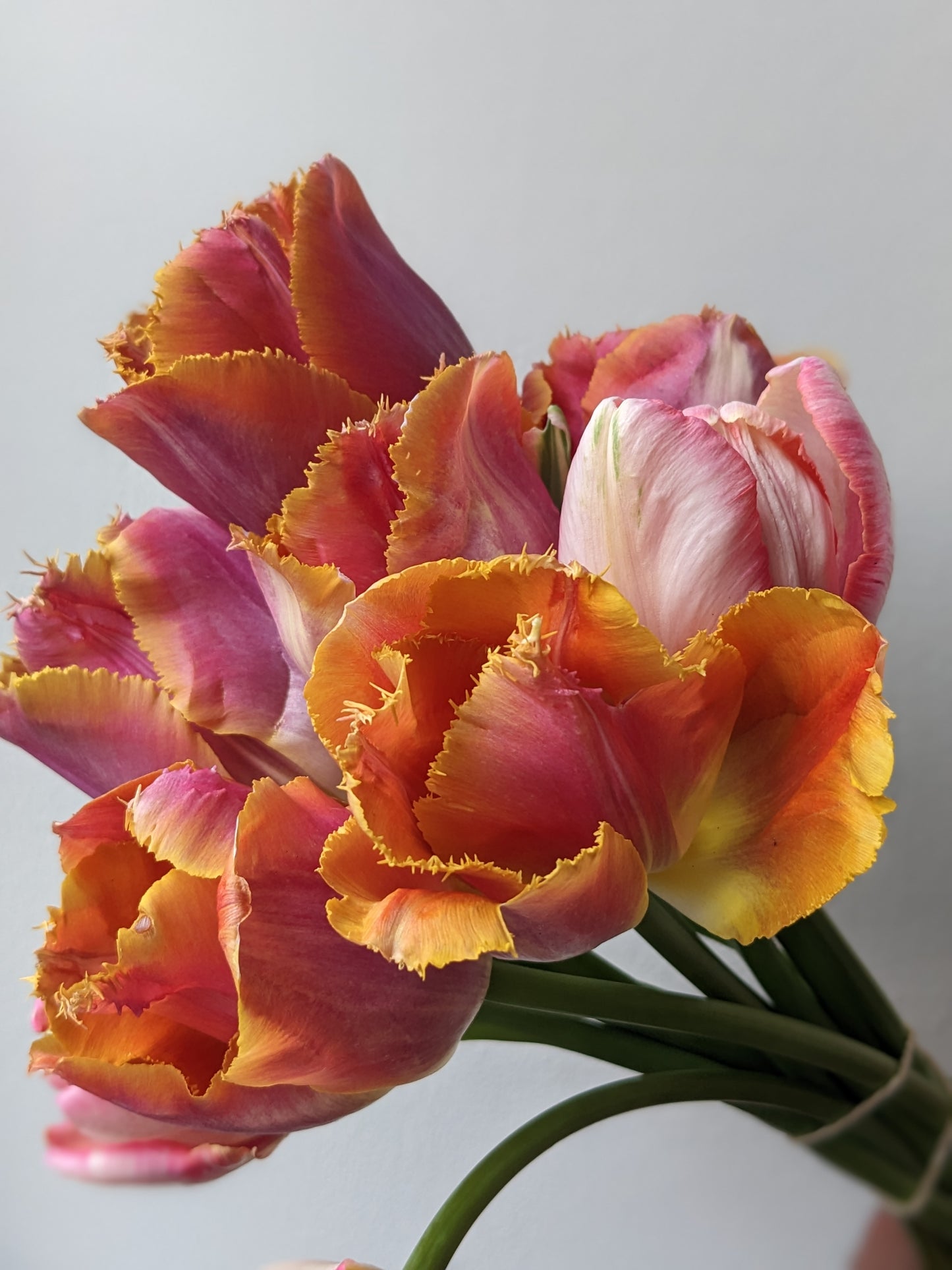 Winter Wonderland Flower Subscription 2026