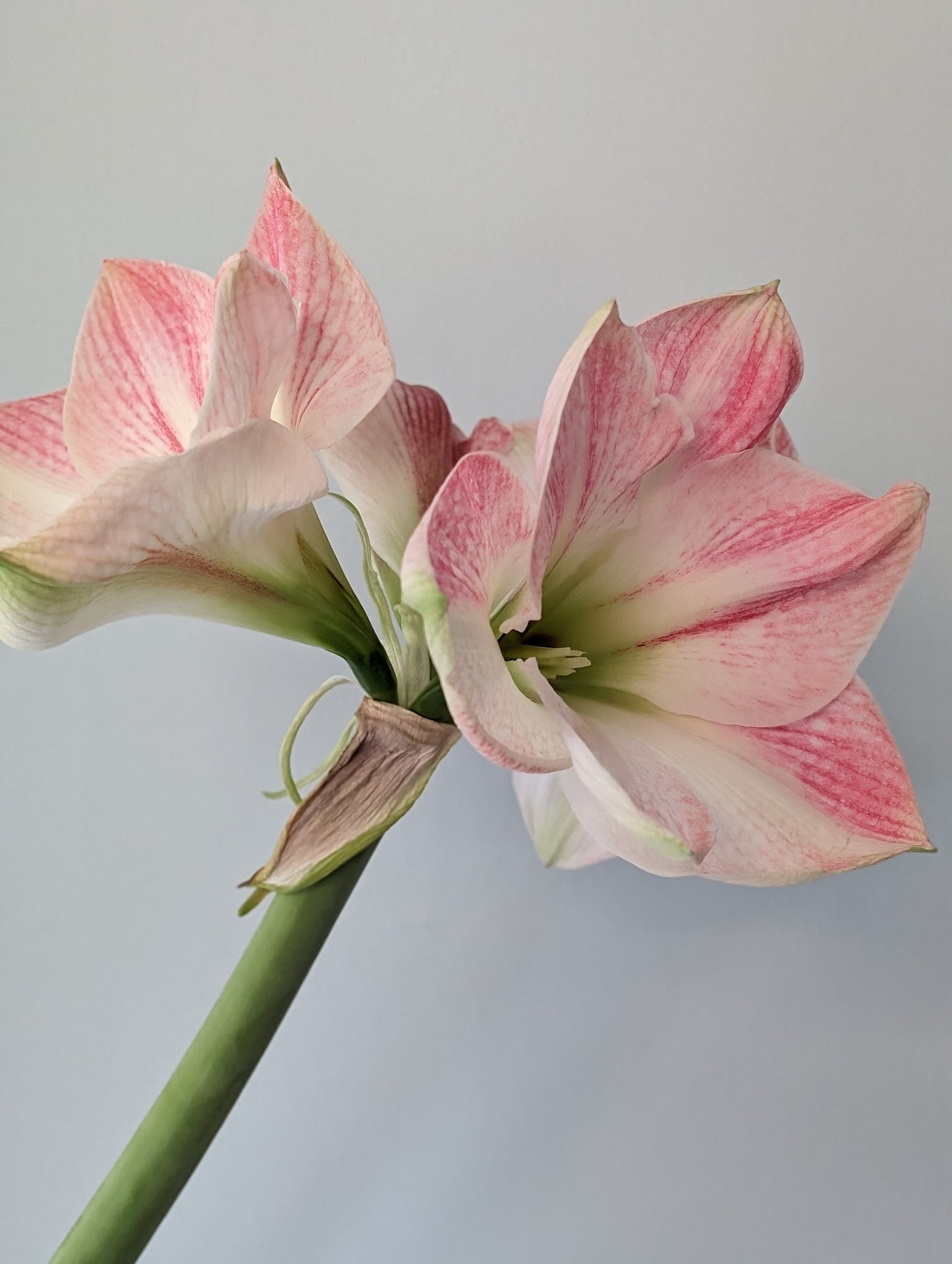 Winter Wonderland Flower Subscription 2026