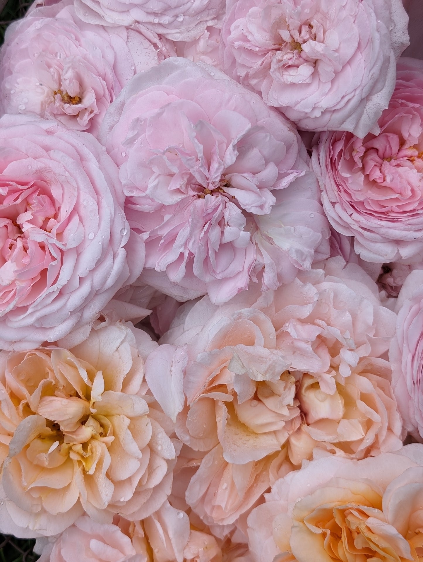Spring Fling 2026 Flower Subscription