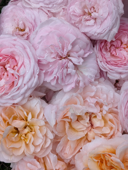 Spring Fling 2026 Flower Subscription